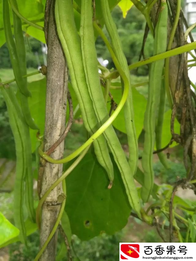 什么季节种什么蔬菜的时间表