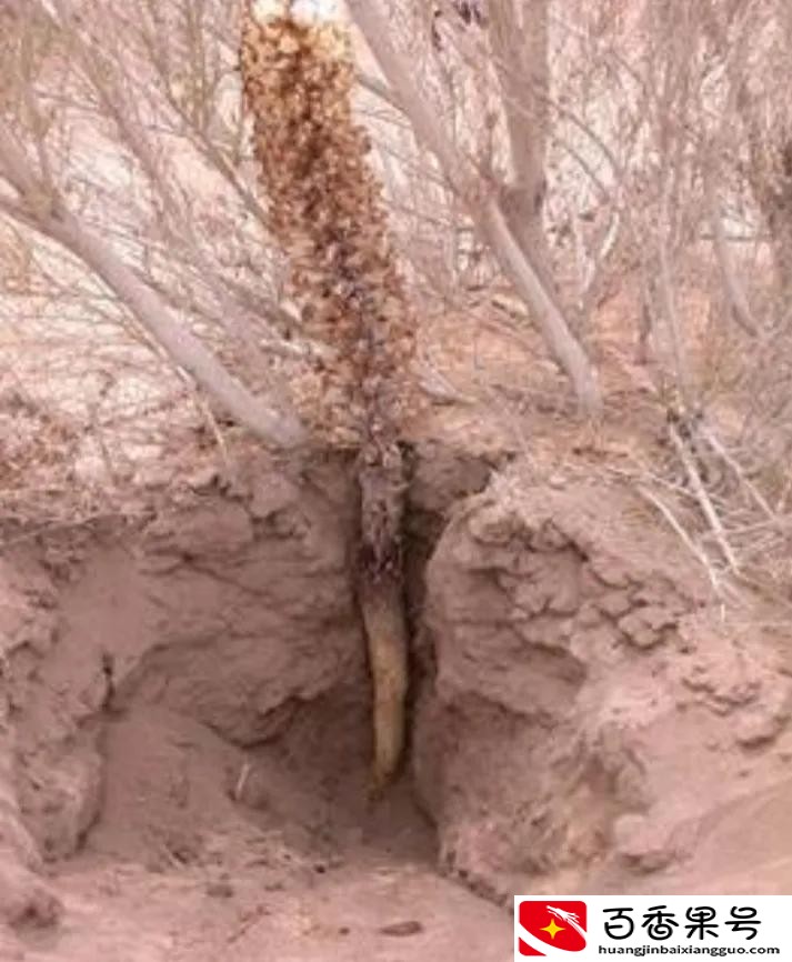 生活在沙漠里的植物