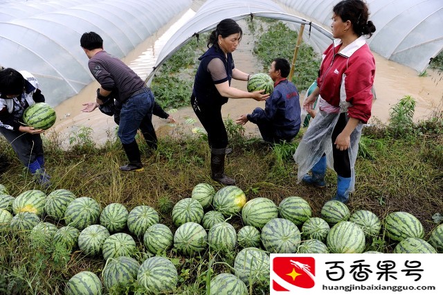 大棚种植什么能赚钱？推荐八个高利润品种，想赚钱的过来看