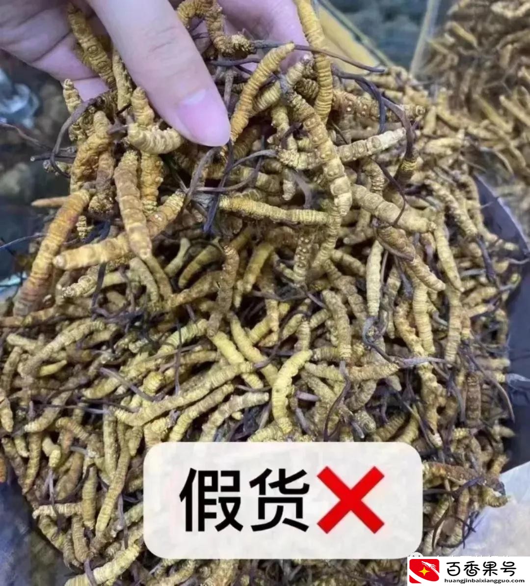 市场8元一根的“虫草”是正宗冬虫夏草吗？产区虫草多少一根？