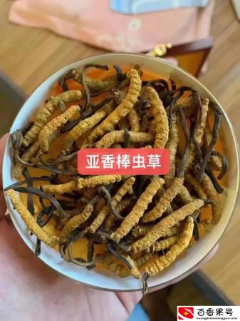 市场8元一根的“虫草”是正宗冬虫夏草吗？产区虫草多少一根？