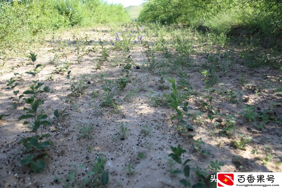 中草药种植有“钱”景 ，幸福之路开出致富“千金方”！