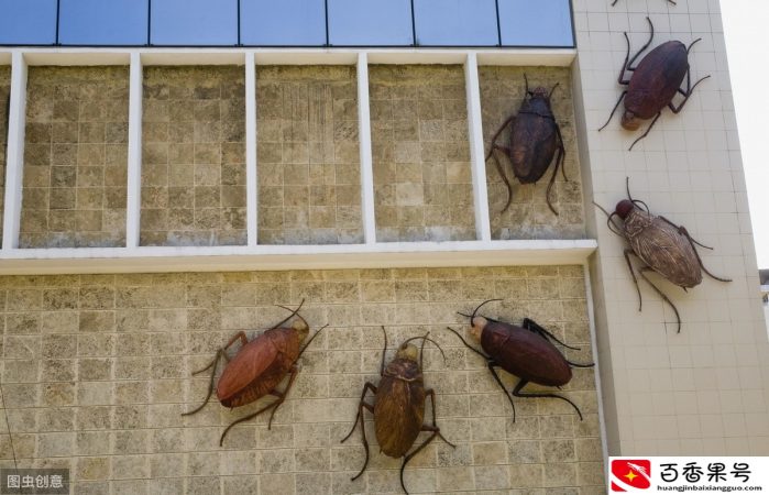 外来物种对本地生物圈有多大影响？很可能造成不可挽回的损失