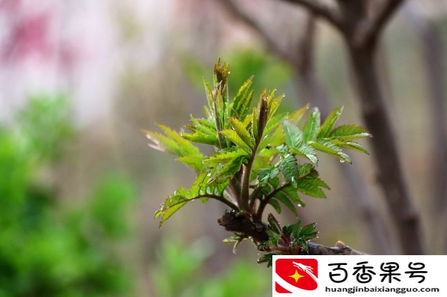 大棚种植什么能赚钱？推荐八个高利润品种，想赚钱的过来看