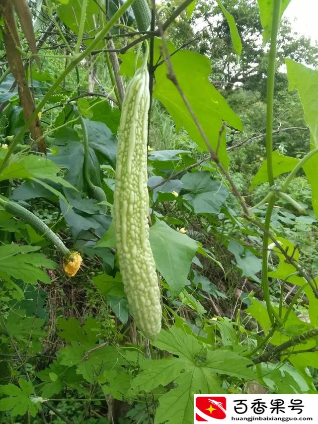 什么季节种什么蔬菜的时间表