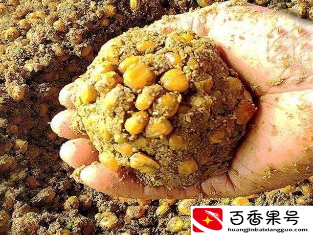 钓鲤鱼用什么打窝发窝快