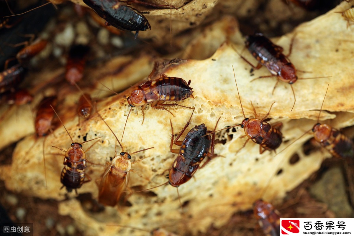 外来物种对本地生物圈有多大影响？很可能造成不可挽回的损失