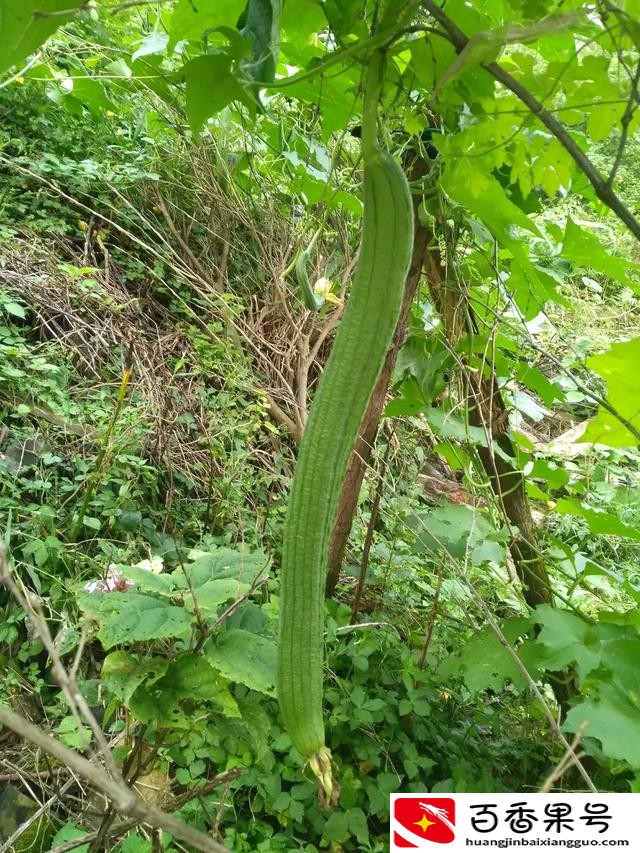 什么季节种什么蔬菜的时间表