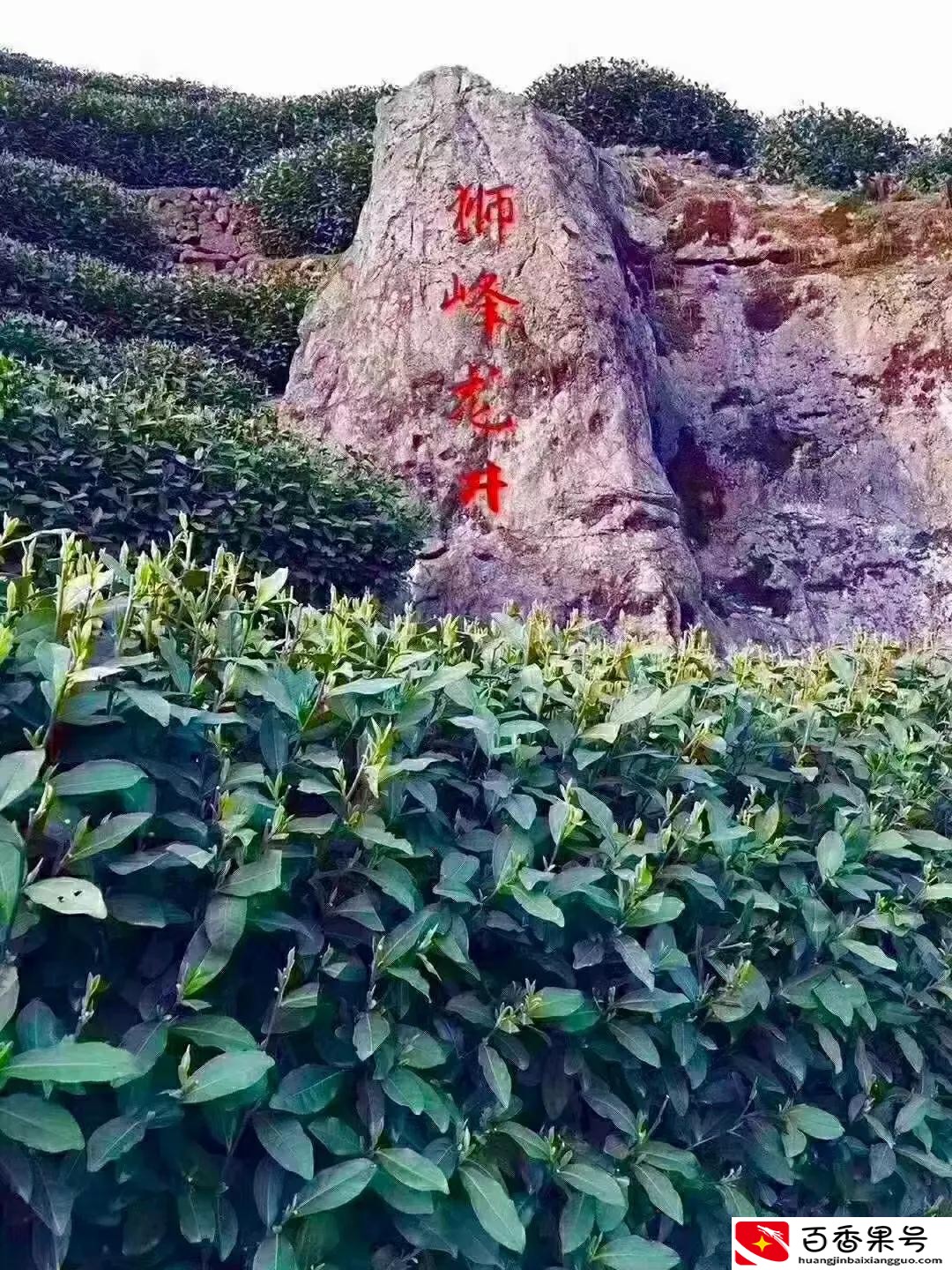 龙井茶产地是哪里最好