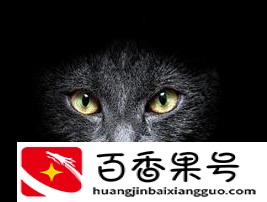 自从养了猫运气就一直不好