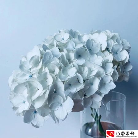 绣球花为什么不吉利