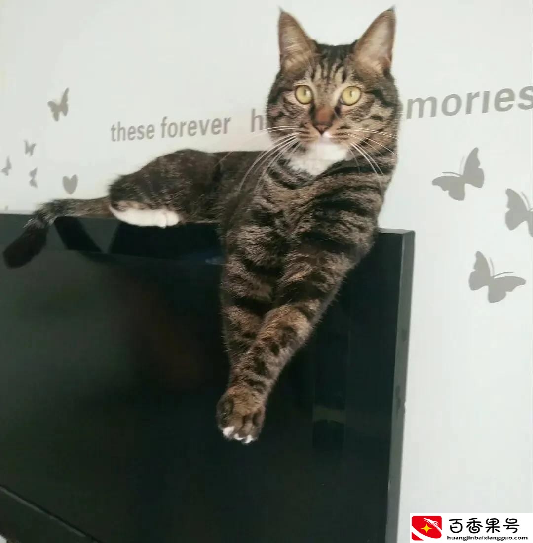 把土猫当宠物养的人都是傻子