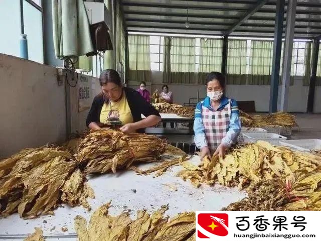 中国烟草一年纳税多少亿