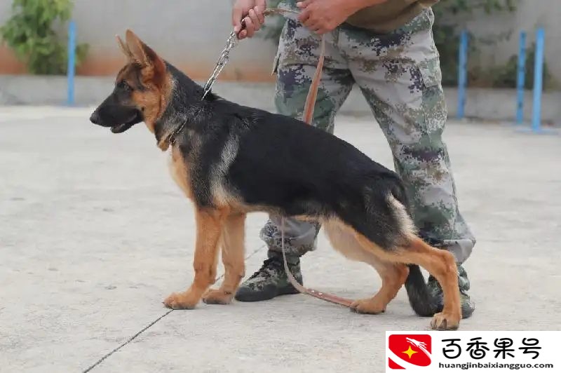 德国牧羊犬多少钱一只