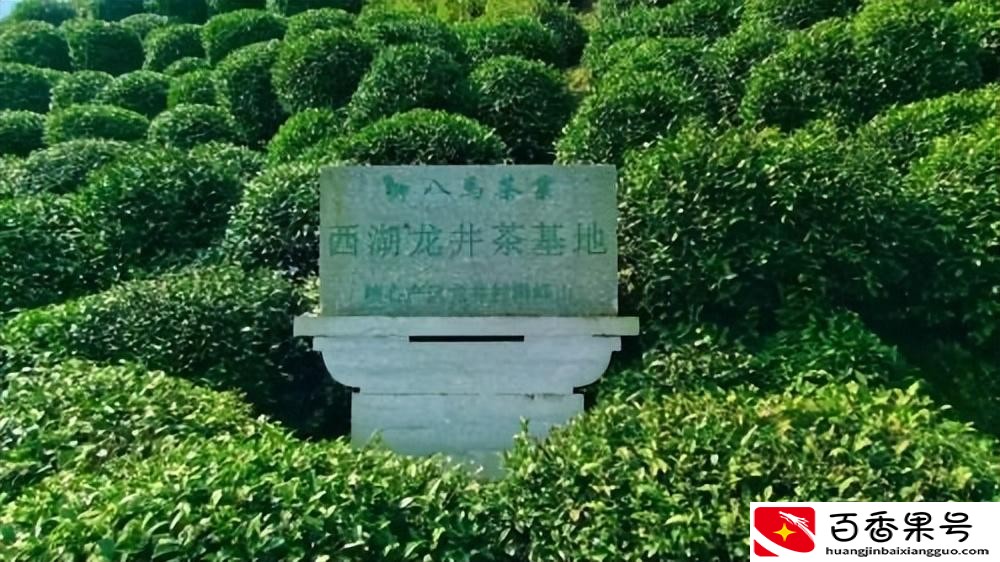 八马茶叶怎么样