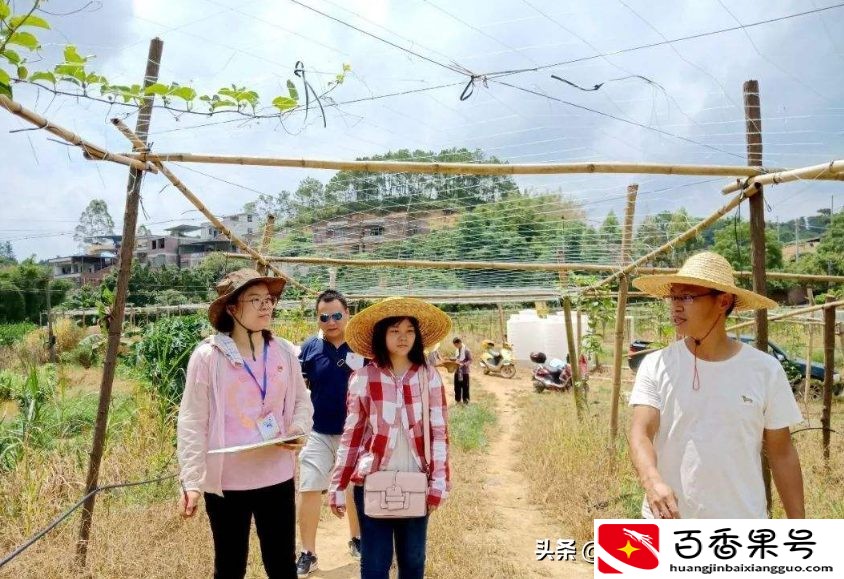 百香果种植时间和方法