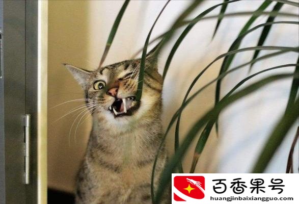 狸花猫千万不能养为什么