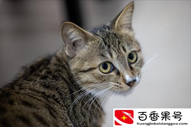 狸花猫千万不能养为什么