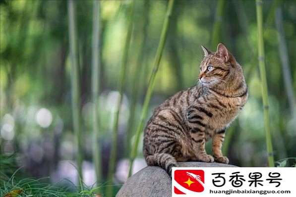 狸花猫千万不能养为什么