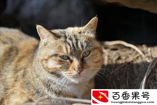 狸花猫千万不能养为什么