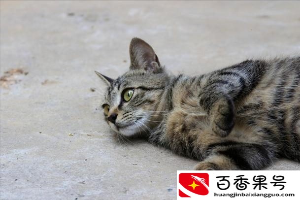 狸花猫千万不能养为什么