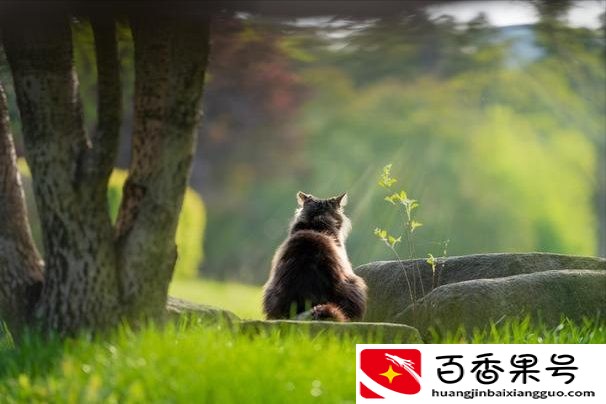 狸花猫千万不能养为什么