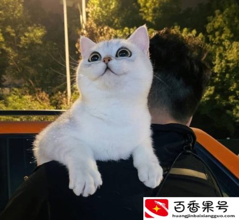 养猫一个月多少钱