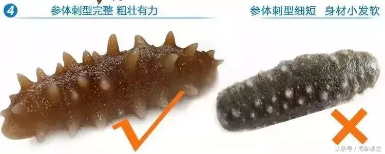 海参的挑选怎么挑