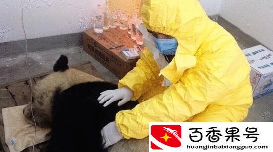 日本为什么杀大熊猫