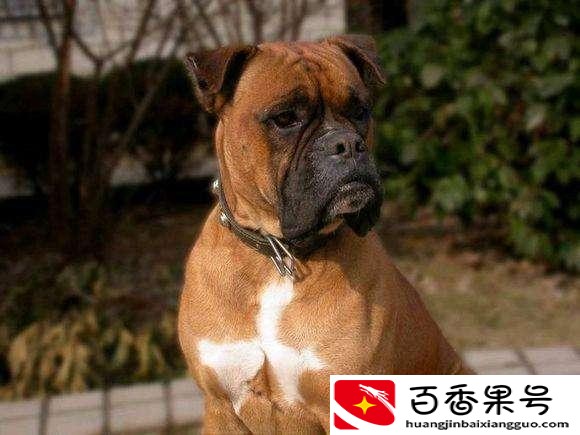 拳师犬为什么没人养？拳师犬为什么被禁养？