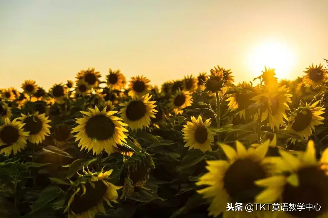 罗永浩学历这么低怎么教英语