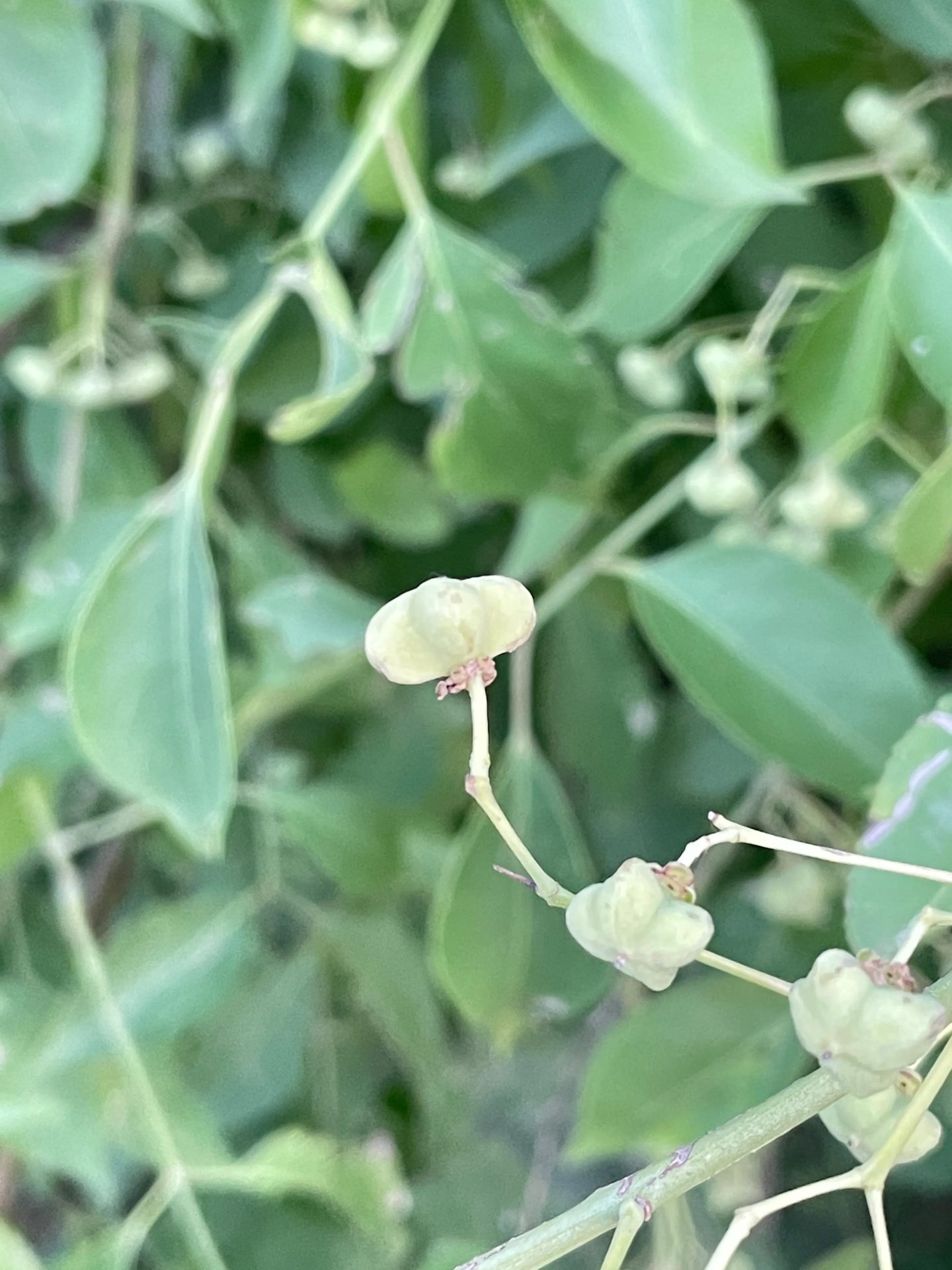 做了种植牙我不想活了