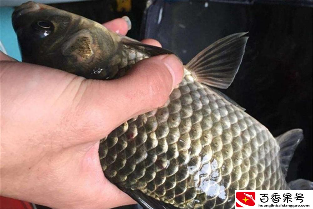 野钓鲫鱼用什么饵料最好