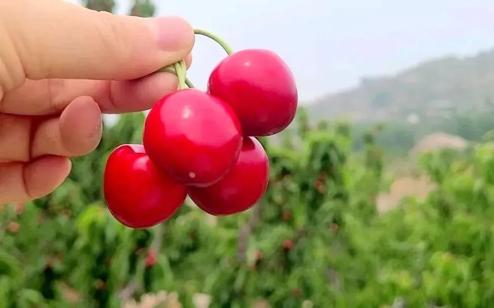 樱桃节是几月几日