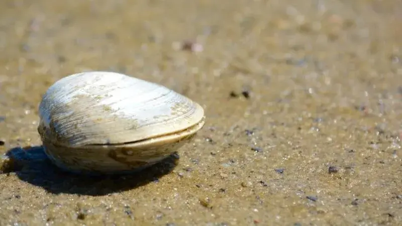 海龟是不是最长寿的海洋生物