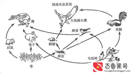 食物链和食物网的区别