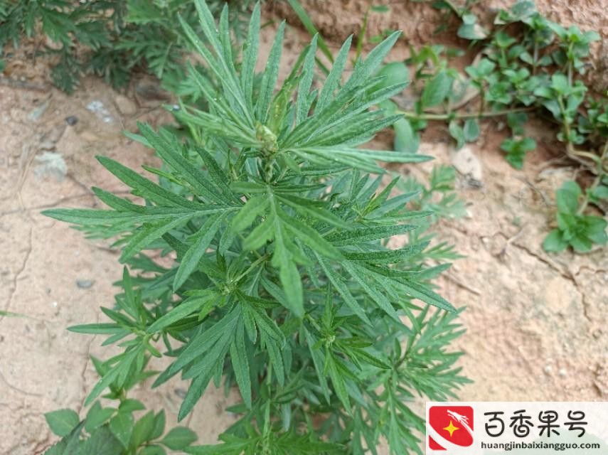 广东煲汤的材料有哪些