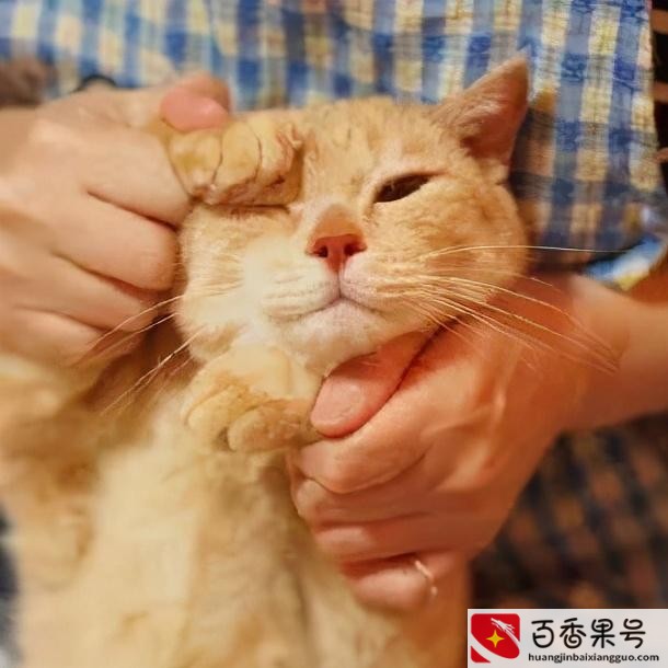 自从养了猫运气特别差怎么办