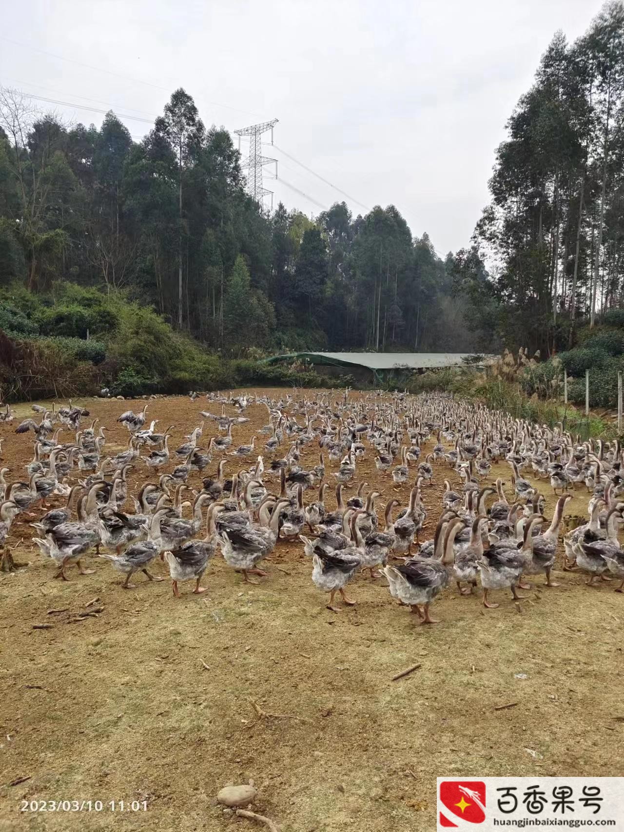 现在养鹅怎么样