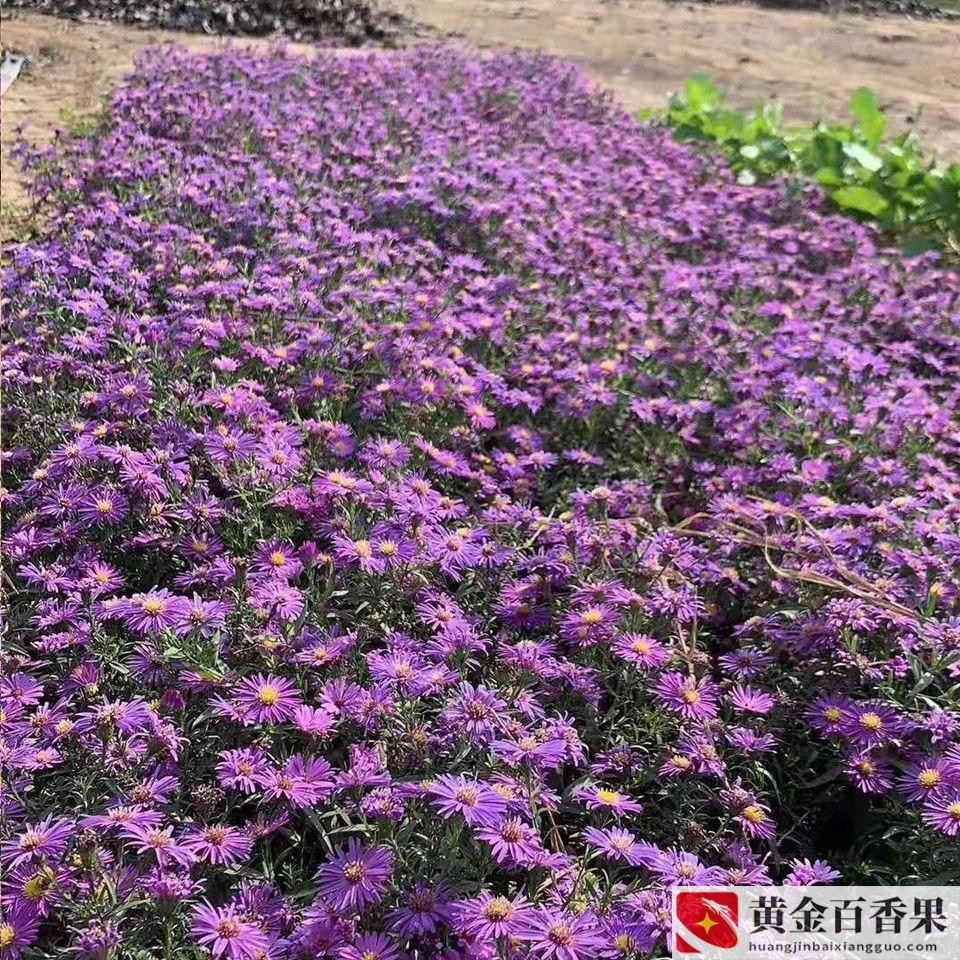 适合穷人没本钱的种植药材