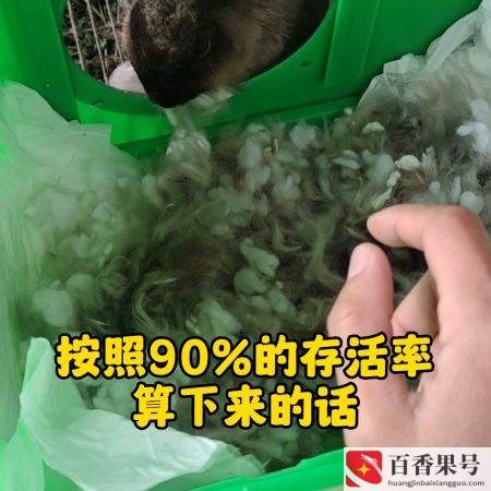 养兔子利润高吗？养兔子一年挣多少钱？